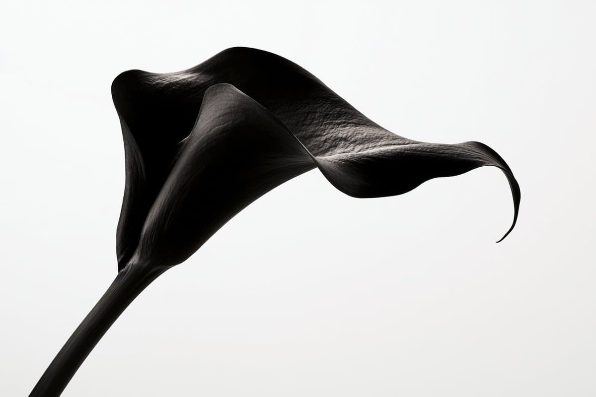 Minimalist High-Contrast Monochrome